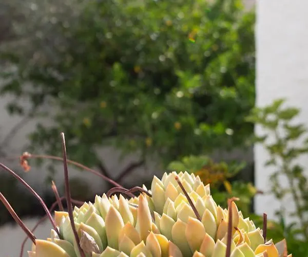 Mora Valisi Вилла *